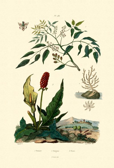 Bamya Araf, 1833-39 by French School